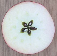 Natürlicher Appetitblocker Apfel